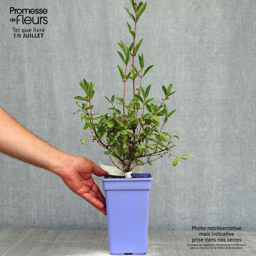 Exemplar von Heckenkirsche Duet - Lonicera kamtschatica Topf mit 1,5L/2L, Strauch wie im Sommer geliefert