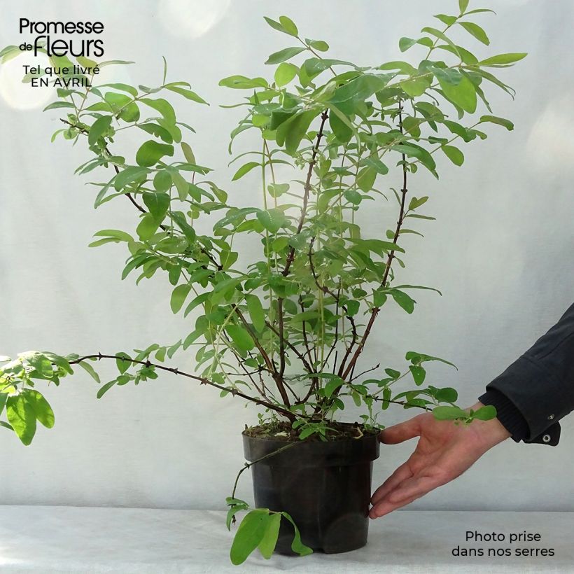 Exemplar von Heckenkirsche Eisbär 'Polar Bear' - Lonicera kamtschatica Topf mit 1,5L/2LGelieferte Höhe ca. 20/30cm wie im Frühjahr geliefert