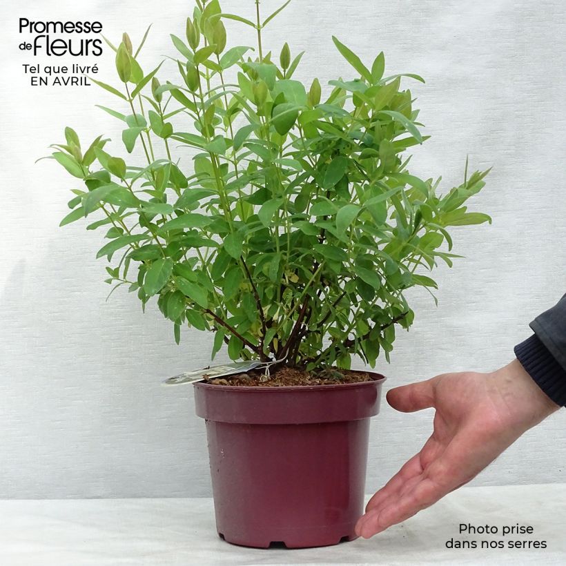 Exemplar von Heckenkirsche Sweet Myberry 'Borealis' - Lonicera kamtschatica Topf mit 3L/4L wie im Frühjahr geliefert
