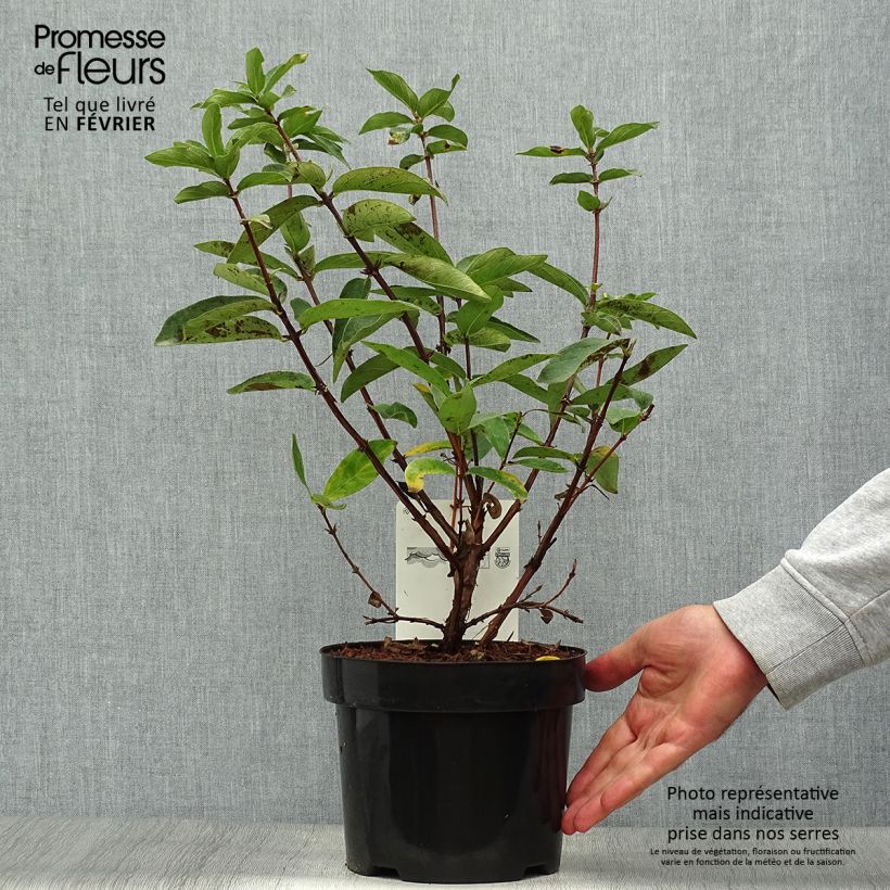 Exemplar von Heckenkirsche Sweet Myberry 'Borealis' - Lonicera kamtschatica Topf mit 3L/4L wie im Herbst geliefert
