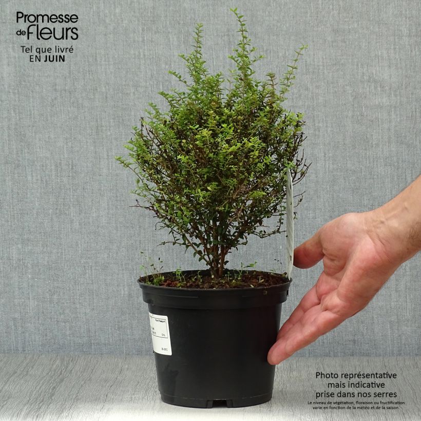 Exemplar von Lonicera nitida Tidy Tips - Heckenmyrte Topf mit 2L/3L wie im Sommer geliefert