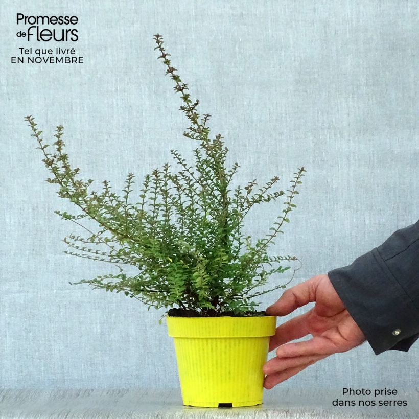 Exemplar von Lonicera nitida - Heckenmyrte Topf mit 1L/1,5L wie im Herbst geliefert