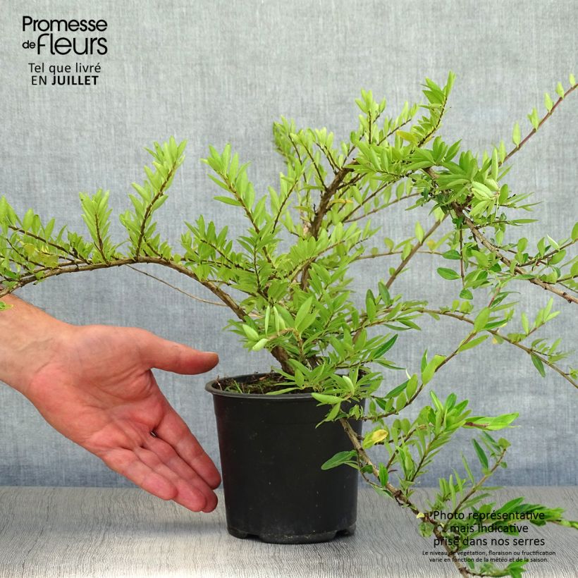 Exemplar von Lonicera pileata - Böschungsmyrthe Topf mit 1L/1,5L wie im Sommer geliefert