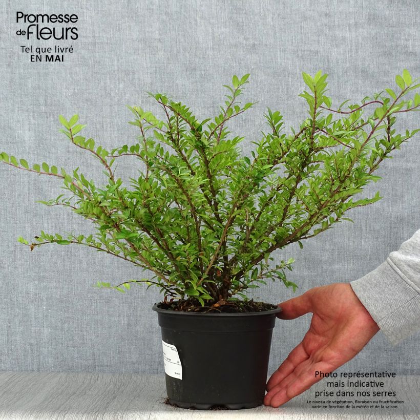 Exemplar von Lonicera pileata - Böschungsmyrthe Topf mit 2L/3L wie im Frühjahr geliefert