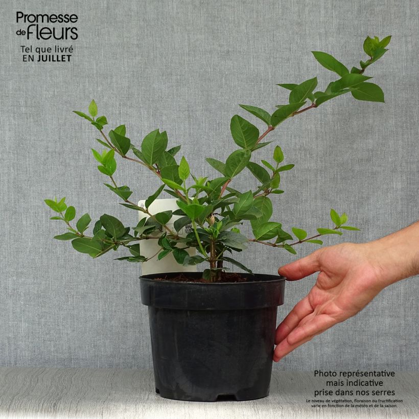 Exemplar von Lonicera purpusii Winter Beauty - Winter-Heckenkirsche Topf mit 3L/4LGelieferte Höhe ca. 40/50cm wie im Sommer geliefert