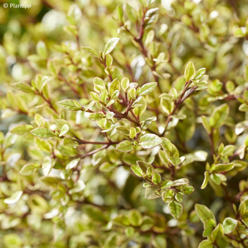 Lophomyrtus Golden dragon (Laub)