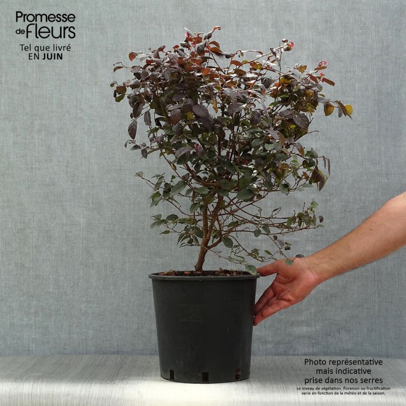 Exemplar von Loropetalum chinense Fire dance - Riemenblüte Topf mit 7,5L/10L wie im Sommer geliefert