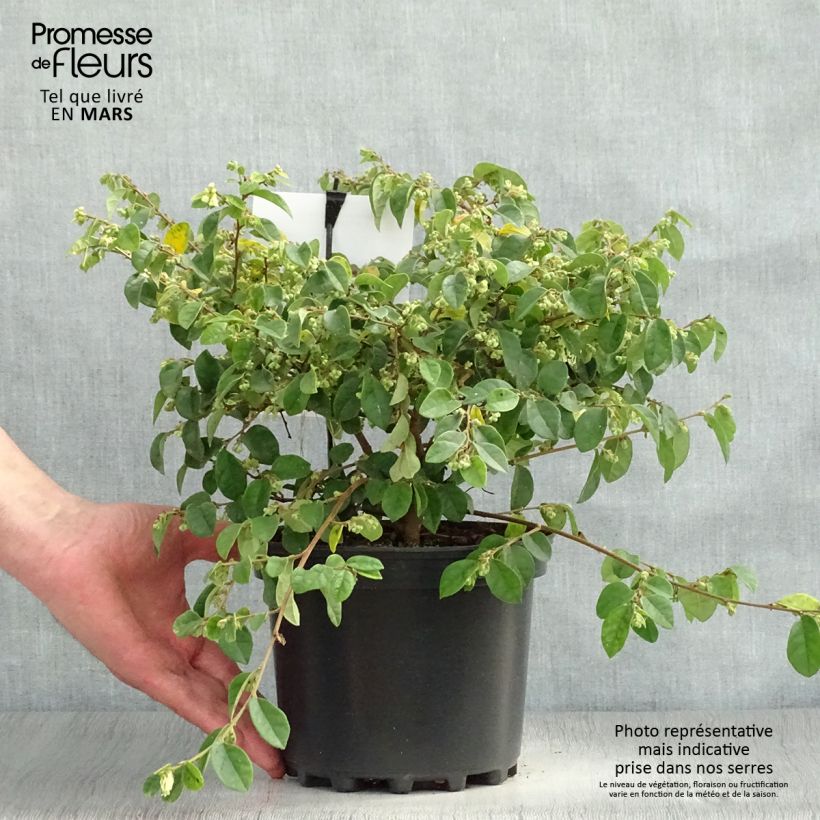 Exemplar von Loropetalum chinense Carolina Moonlight - Riemenblüte Topf mit 2L/3L wie im Frühjahr geliefert