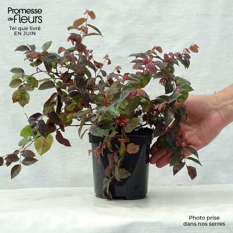 Exemplar von Loropetalum chinense Fire dance - Riemenblüte Topf mit 3L/4L wie im Sommer geliefert