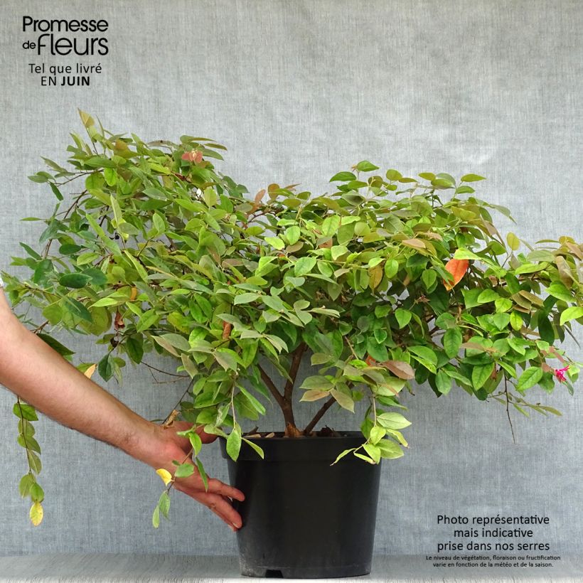 Exemplar von Loropetalum chinense Ming Dynasty - Riemenblüte Topf mit 6L/7L wie im Sommer geliefert