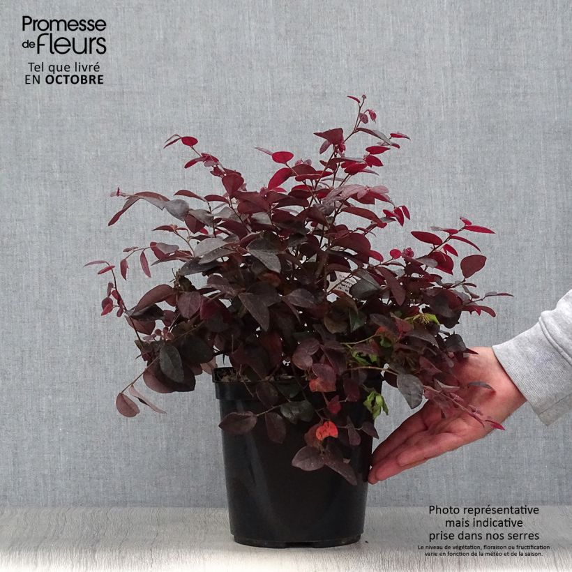 Exemplar von Loropetalum chinense Pipa's Red - Riemenblüte Topf mit 2L/3L wie im Herbst geliefert