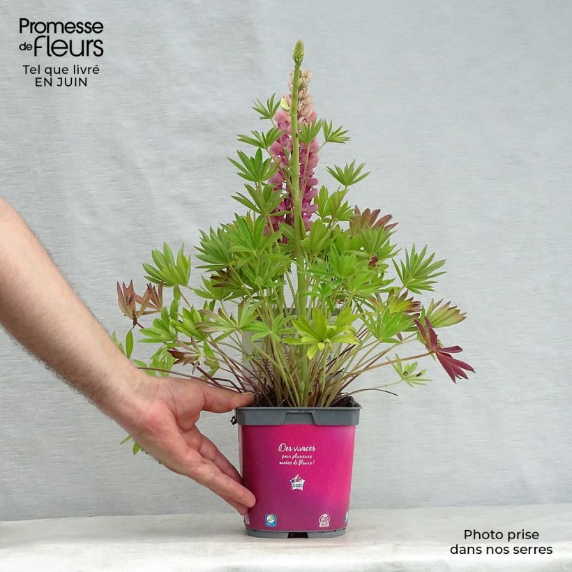 Exemplar von Staudenlupine Gallery Pink Topf mit 2L/3L wie im Sommer geliefert