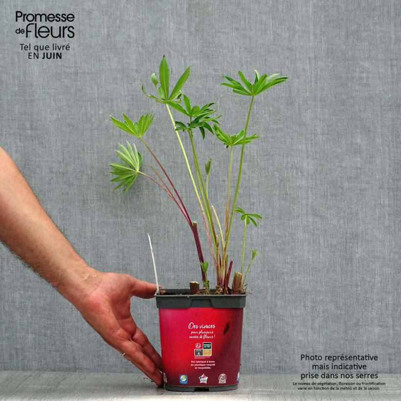 Exemplar von Staudenlupine Gallery Red Topf mit 2L/3L wie im Sommer geliefert