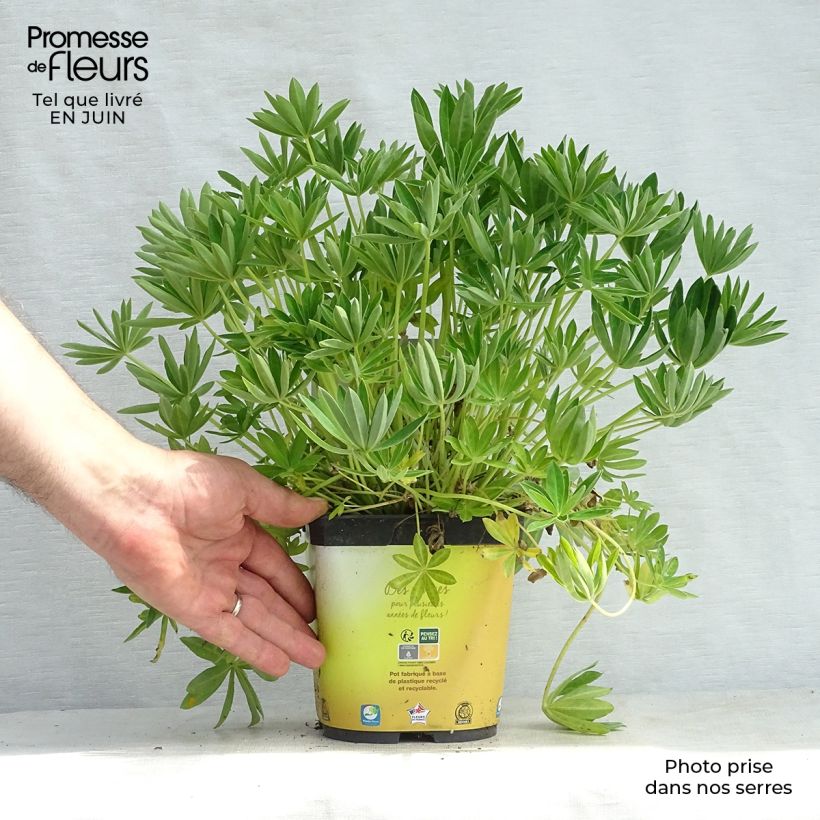 Exemplar von Staudenlupine Gallery Yellow Topf mit 2L/3L wie im Sommer geliefert