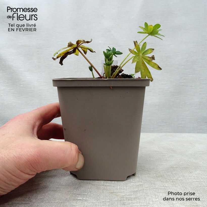 Exemplar von Staudenlupine West Country Blossom Topf 10 cm/11cm wie im Winter geliefert