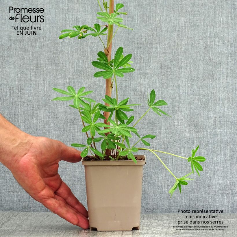 Exemplar von Staudenlupine Masterpiece Kleine Töpfe von 8/9 cm wie im Sommer geliefert