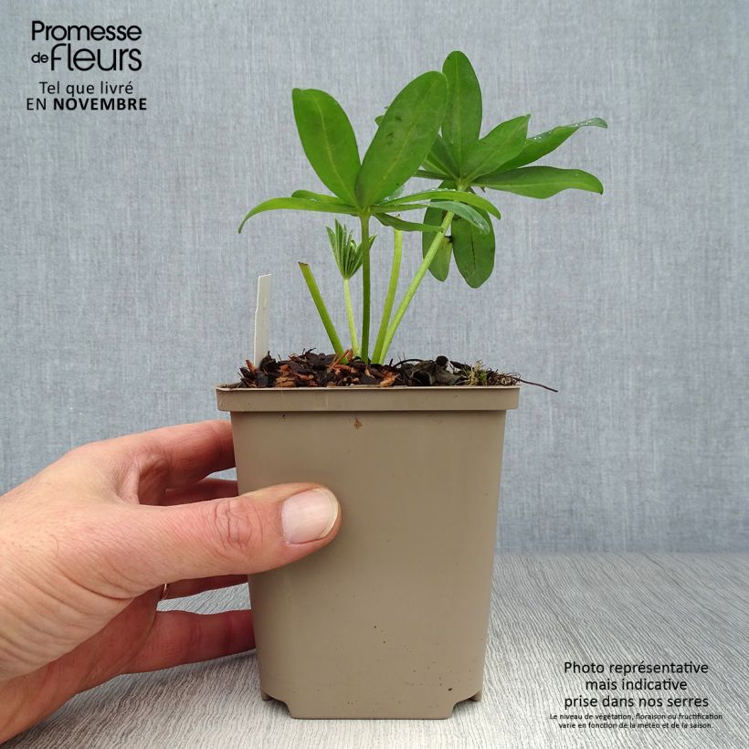 Exemplar von Staudenlupine West Country Polar Princess Topf 10 cm/11cm wie im Herbst geliefert