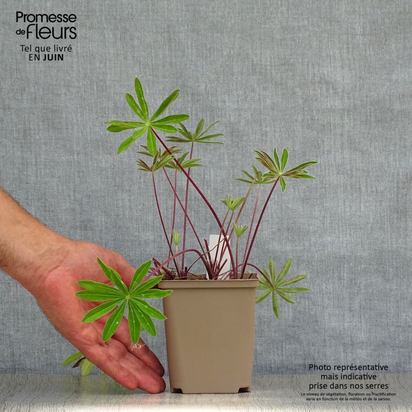 Exemplar von Staudenlupine West Country Red Rum Topf 10 cm/11cm wie im Sommer geliefert