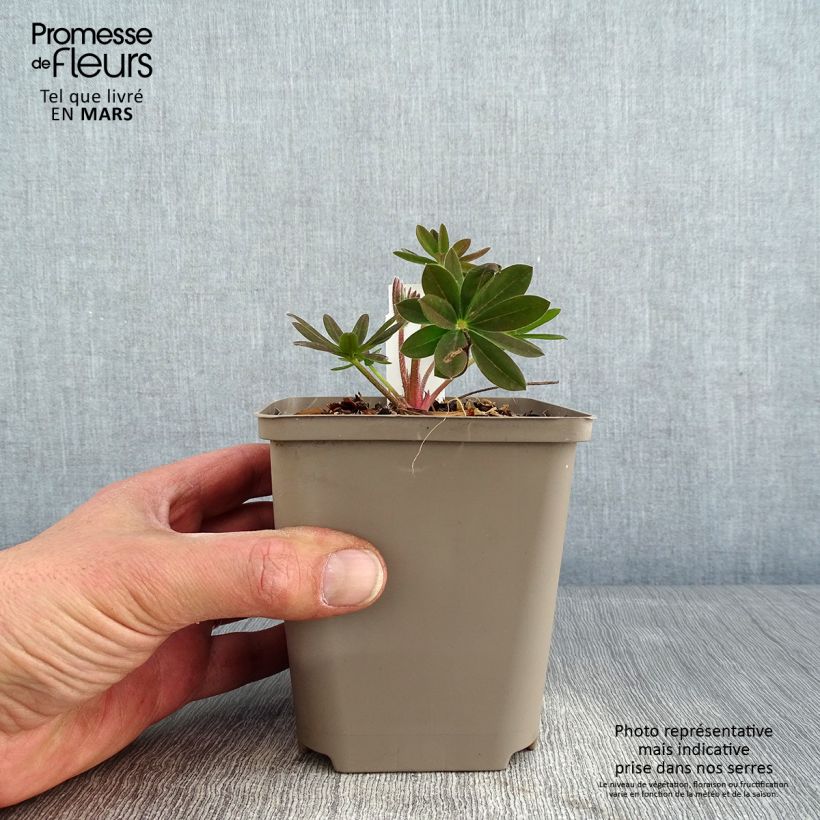 Exemplar von Staudenlupine West Country Salmon Star Topf 10 cm/11cm wie im Winter geliefert