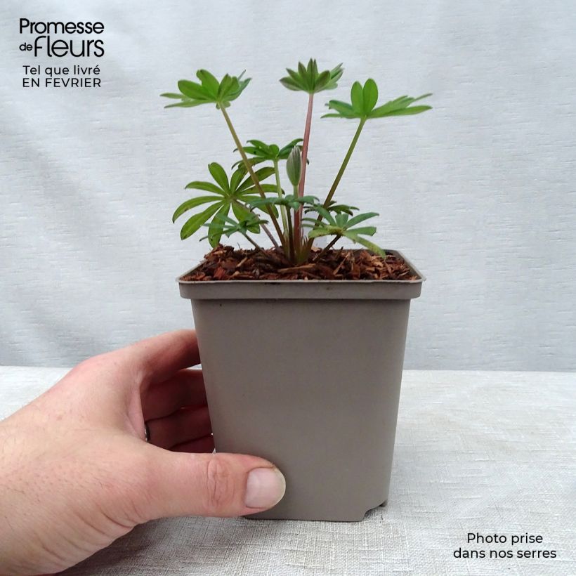 Exemplar von Staudenlupine West Country Towering Inferno Topf 10 cm/11cm wie im Winter geliefert