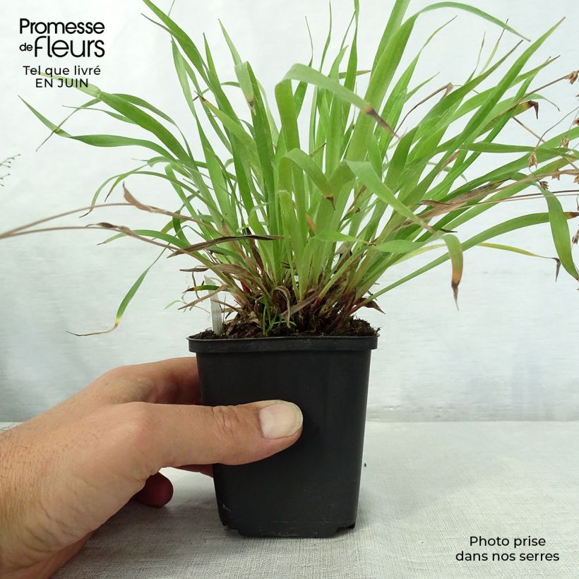 Exemplar von Behaarte Hainsimse - Luzula pilosa Kleine Töpfe von 8/9 cm wie im Sommer geliefert