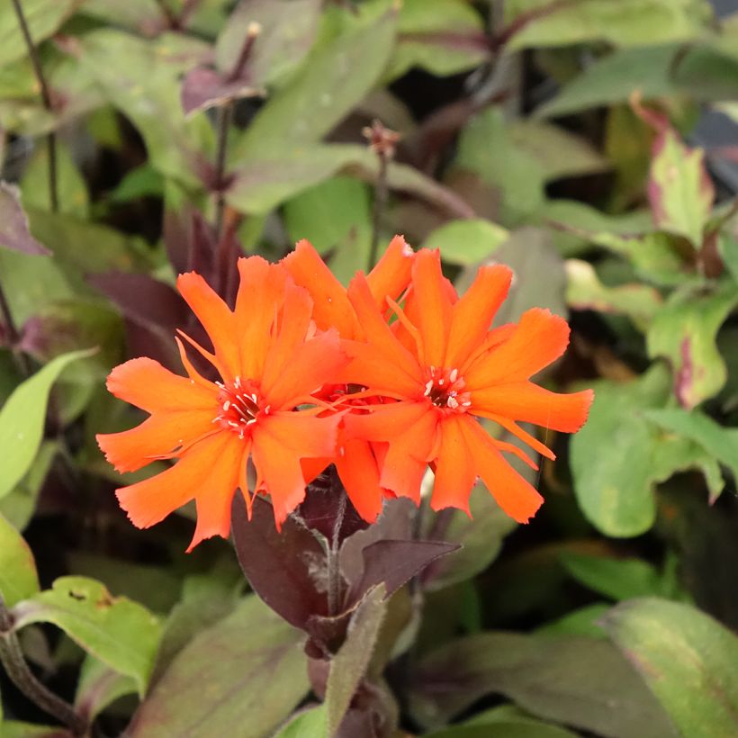 Vulkan-Lichtnelke Vesuvius - Lychnis arkwrightii (Blüte)