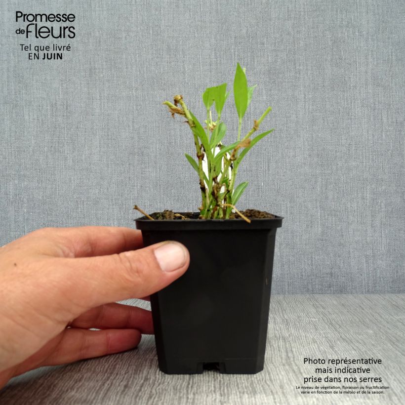 Exemplar von Lichtnelke Alba - Lychnis chalcedonica Kleine Töpfe von 8/9 cm wie im Sommer geliefert