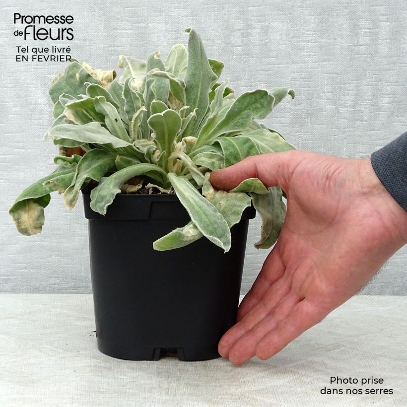 Exemplar von Kranz-Lichtnelke Atrosanguinea - Lychnis coronaria Topf mit 2L/3L wie im Winter geliefert