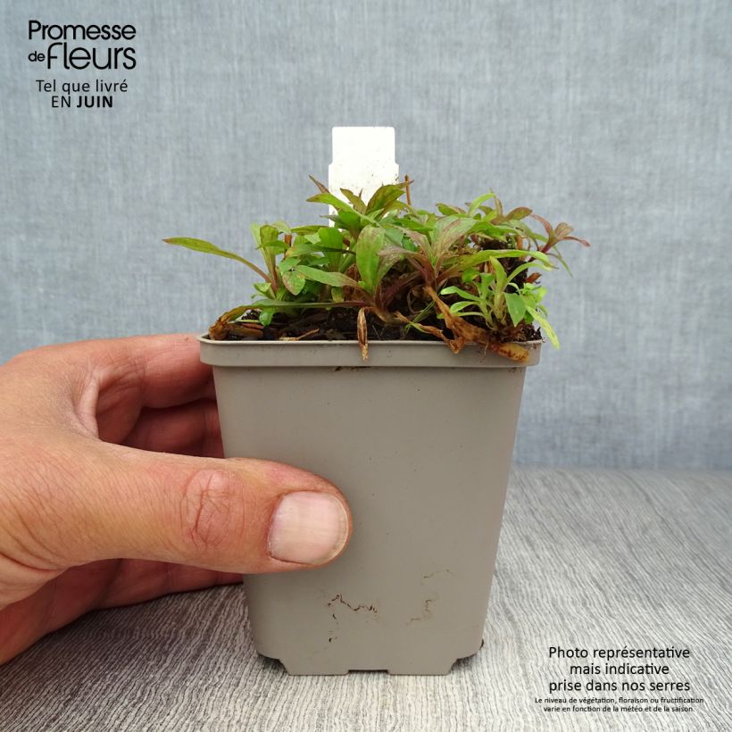 Exemplar von Kuckucks-Lichtnelke Jenny - Lychnis flos-cuculi Kleine Töpfe von 7/8 cm wie im Sommer geliefert