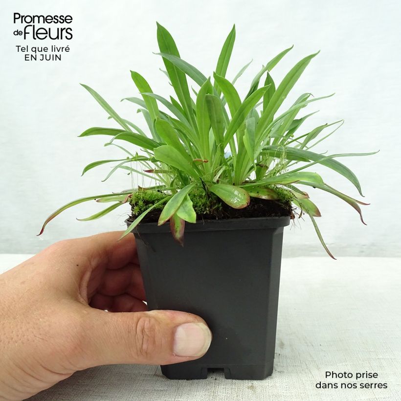 Exemplar von Gewöhnliche Pechnelke Plena - Lychnis viscaria Kleine Töpfe von 8/9 cm wie im Sommer geliefert
