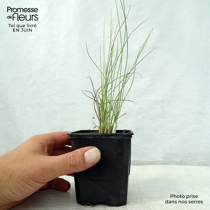 Exemplar von Lygeum spartum - Espartogras Kleine Töpfe von 8/9 cm wie im Sommer geliefert