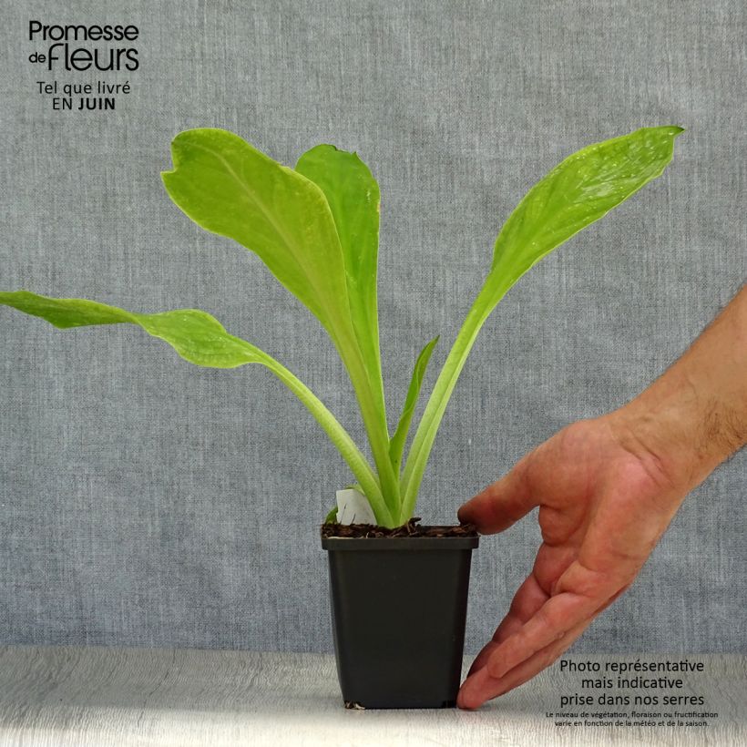 Exemplar von Lysichiton camtschatcensis - Weiße Scheinkalla Kleine Töpfe von 8/9 cm wie im Sommer geliefert