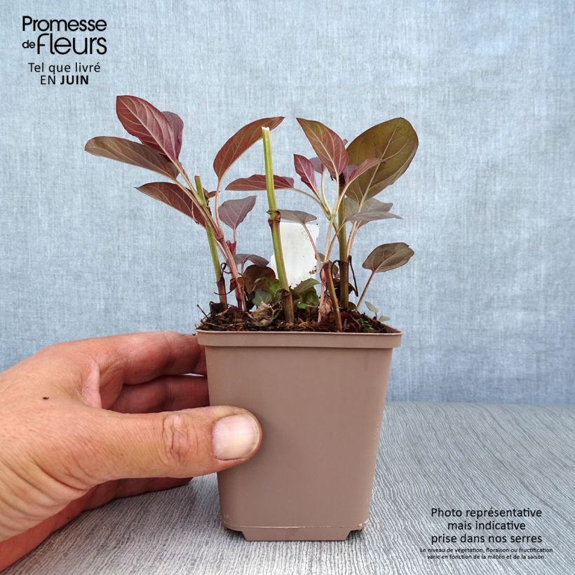Exemplar von Lysimachia ciliata Fire Cracker - Bronze-Felberich Kleine Töpfe von 8/9 cm wie im Sommer geliefert