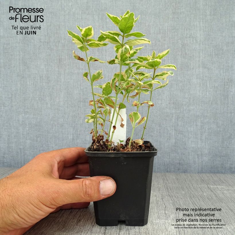Exemplar von Lysimachia punctata Alexander - Gilbweiderich Kleine Töpfe von 8/9 cm wie im Sommer geliefert