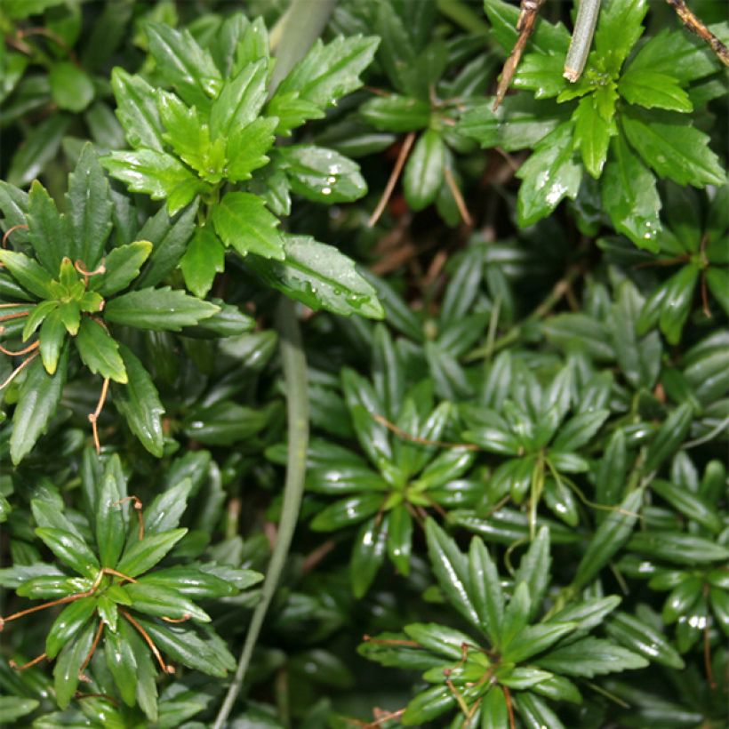 Lysionotus pauciflorus (Laub)