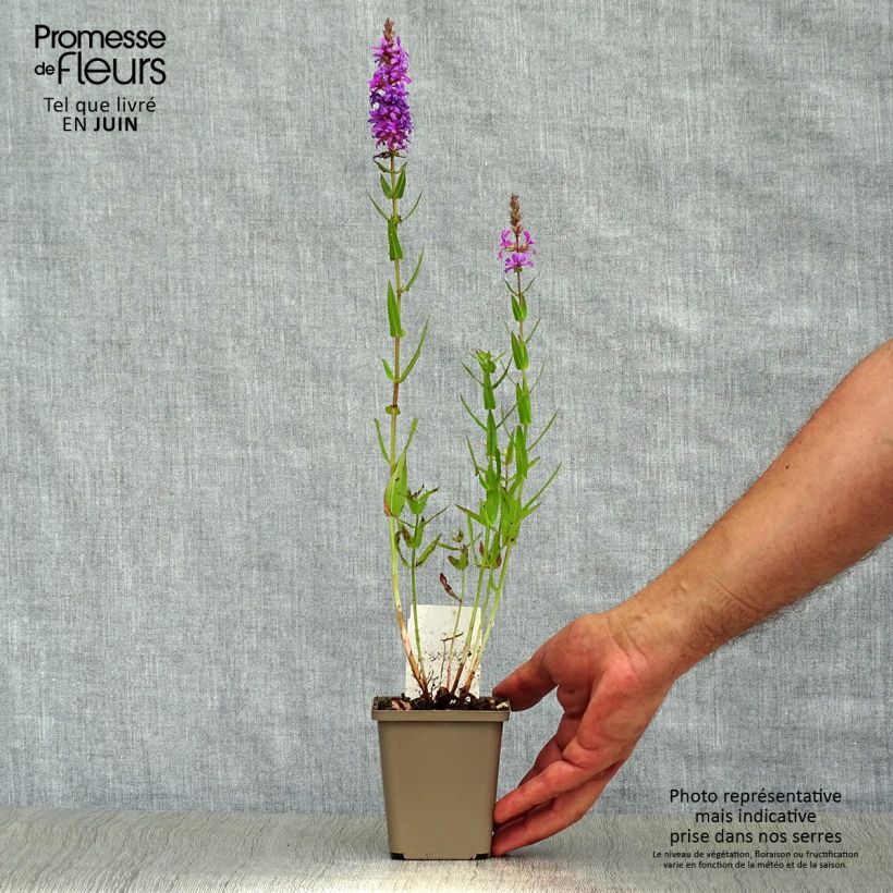 Exemplar von Blut-Weiderich - Lythrum salicaria Kleine Töpfe von 8/9 cm wie im Sommer geliefert