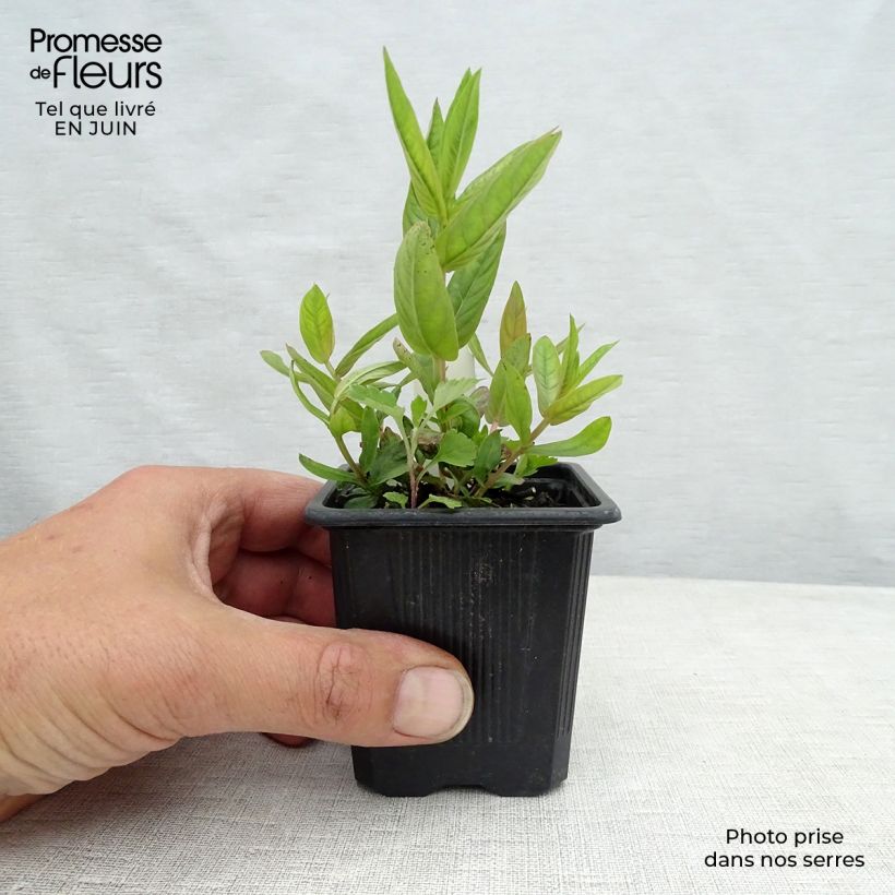 Exemplar von Blut-Weiderich The Beacon - Lythrum salicaria Kleine Töpfe von 8/9 cm wie im Sommer geliefert