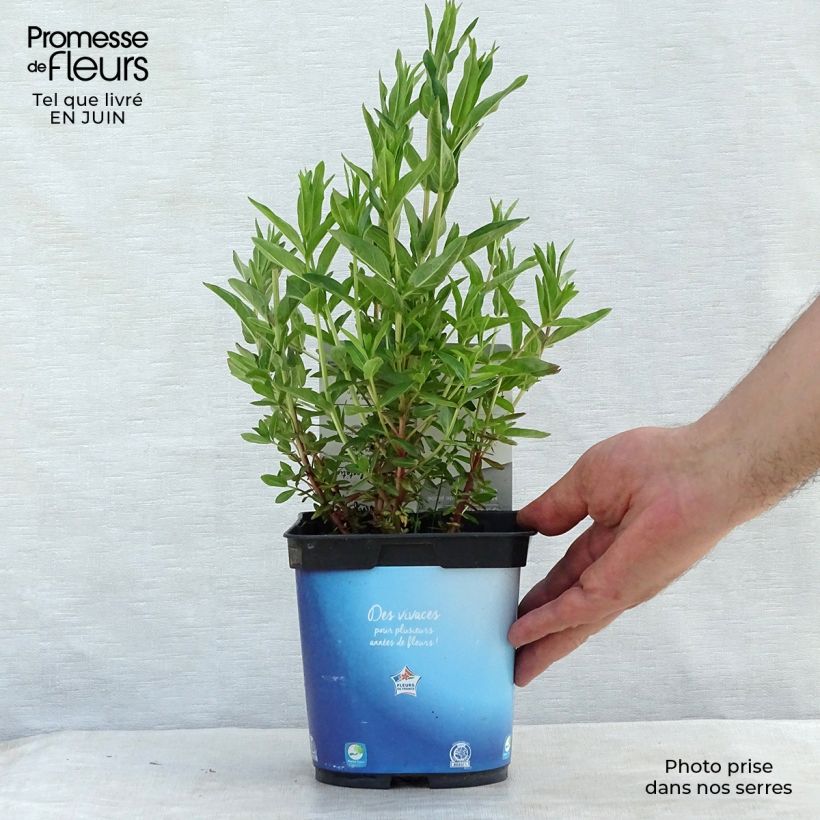 Exemplar von Ruten-Weiderich Dropmore Purple - Lythrum virgatum Topf mit 2L/3L wie im Sommer geliefert