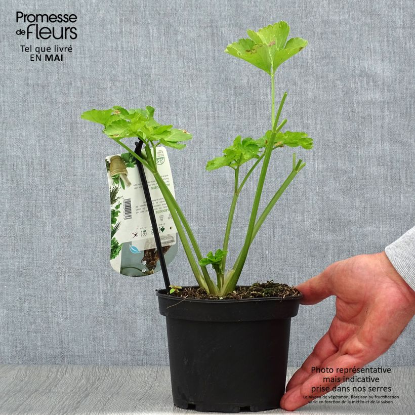 Exemplar von Gespenst-Gelbdolde - Smyrnium olusatrum Topf mit 1,5L/2L wie im Frühjahr geliefert
