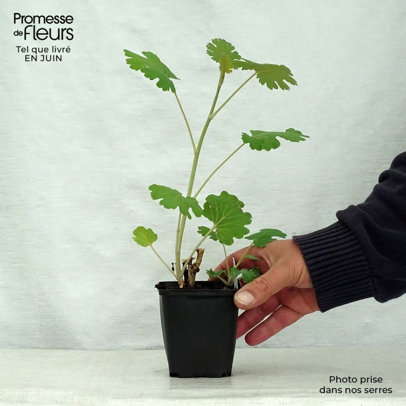 Exemplar von Macleaya microcarpa Kelway's Coral Plume - Roter Federmohn Kleine Töpfe von 8/9 cm wie im Sommer geliefert