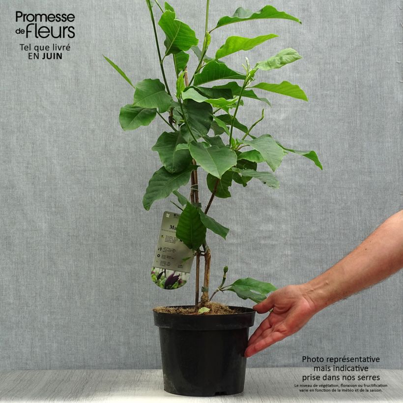 Exemplar von Magnolia brooklynensis Black Beauty - Magnolie Topf mit 2L/3L wie im Sommer geliefert