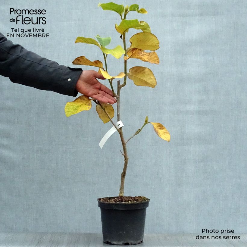 Exemplar von Magnolia Burgundy Star - Magnolie Topf mit 4L/5L wie im Herbst geliefert