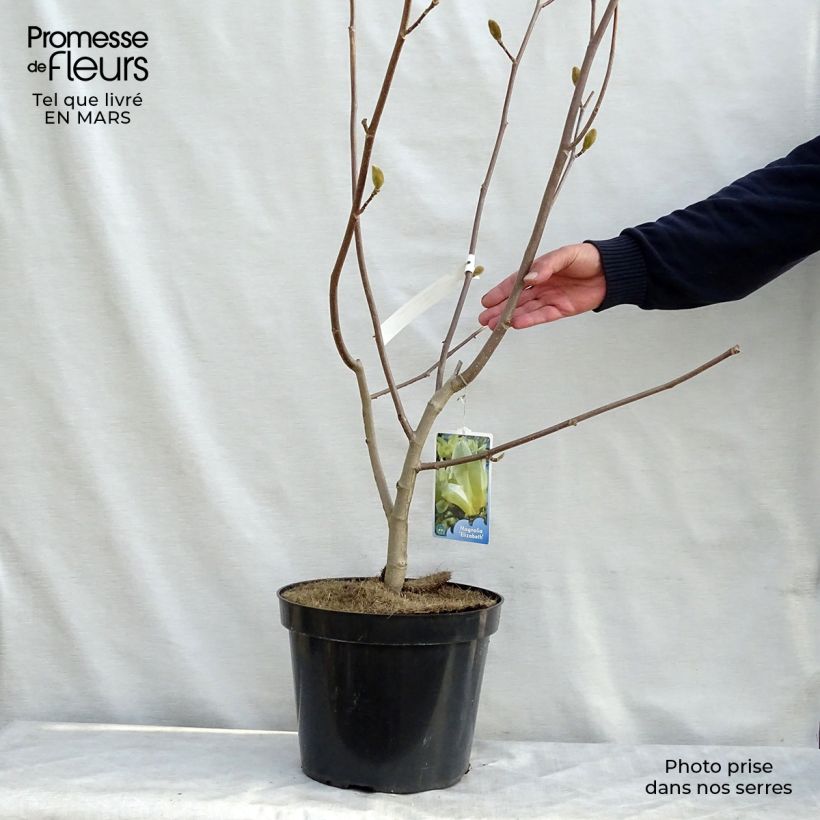 Exemplar von Magnolia Elisabeth - Magnolie Topf mit 7,5L/10L wie im Frühjahr geliefert