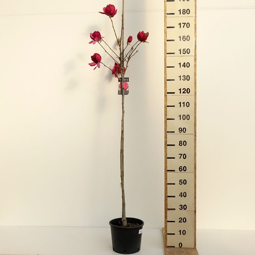 Exemplar von Magnolia soulangeana Emperor - Tulpen-Magnolie Topf mit 7,5L/10LGelieferte Höhe ca. 100/125cm wie im Frühjahr geliefert