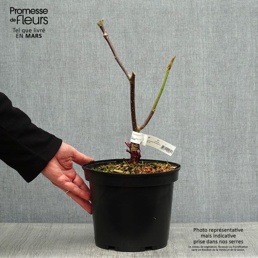 Exemplar von Magnolia Felix Jury - Magnolie Topf mit 4L/5LGelieferte Höhe ca. 20/25cm wie im Frühjahr geliefert