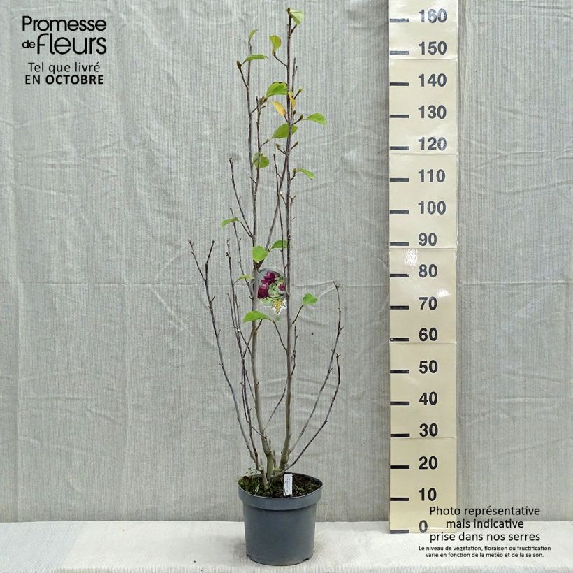 Exemplar von Magnolia Genie - Magnolie Topf mit 4L/5L wie im Herbst geliefert