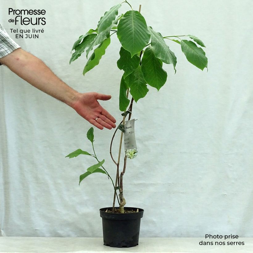 Exemplar von Magnolia Gold Star - Magnolie Topf mit 2L/3L wie im Sommer geliefert