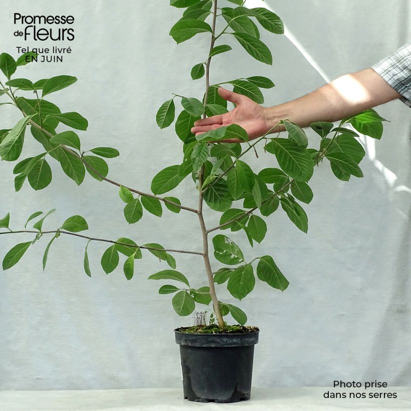 Exemplar von Magnolia Gold Star - Magnolie Topf mit 4L/5L wie im Sommer geliefert