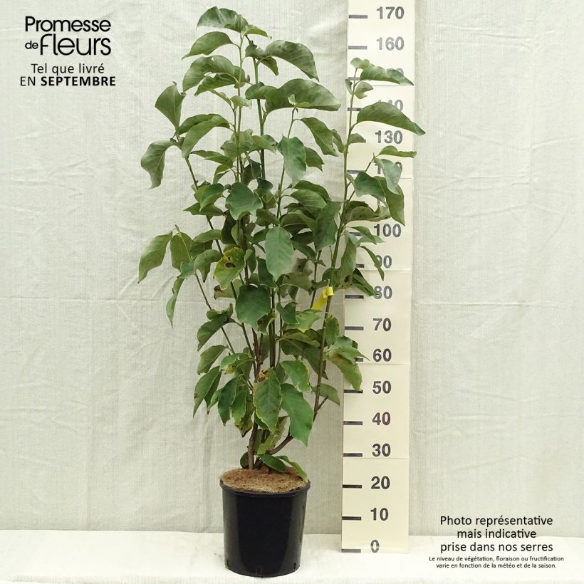 Exemplar von Magnolia Heaven Scent - Magnolie Topf mit 12L/15L wie im Herbst geliefert