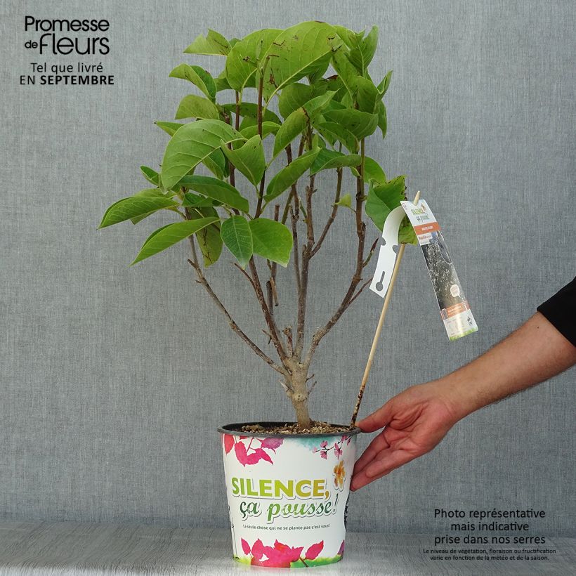 Exemplar von Magnolia Manchu Fan - Magnolie Topf mit 4L/5L wie im Sommer geliefert